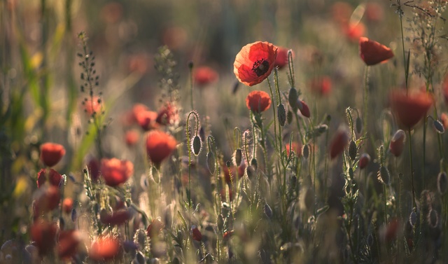 Обои 2025-09-08 №69243