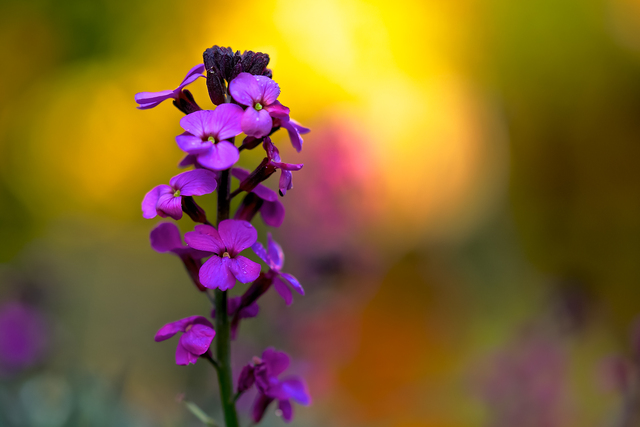 Обои 2025-09-10 №69421