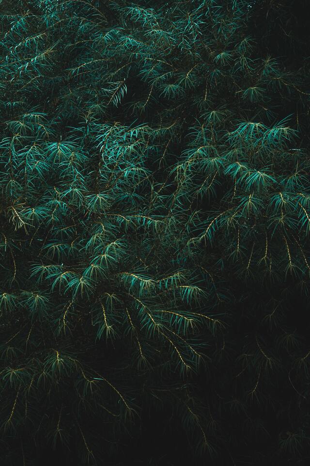 Обои 2025-09-11 №69508