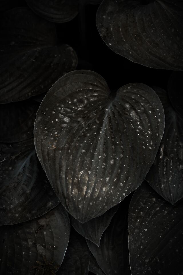 Обои 2025-09-15 №69829