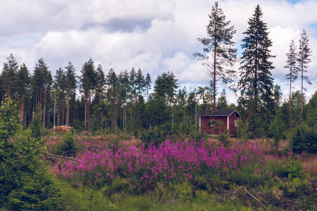 Обои 2025-09-16 №69964