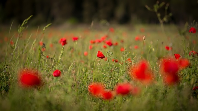 Обои 2025-09-17 №70046