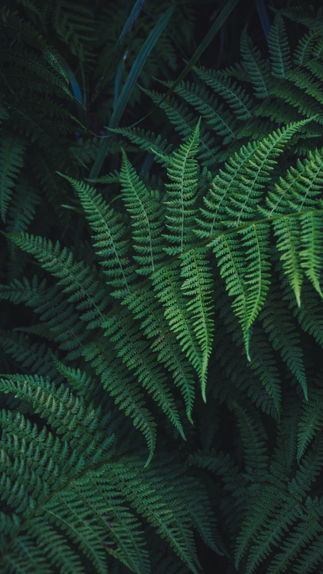 Обои 2025-09-17 №70043