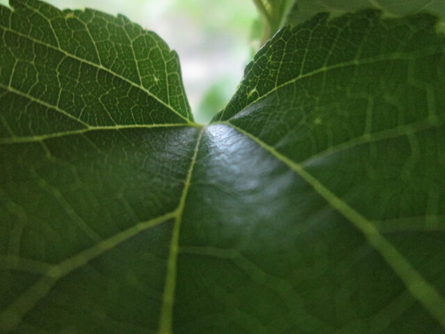 Обои 2025-09-18 №70105