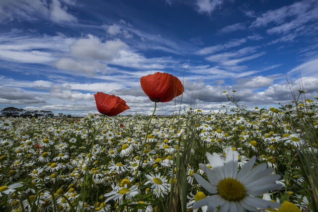 Обои 2025-09-22 №70484