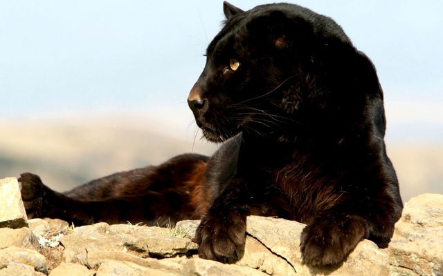 Обои 2025-09-30 №71181