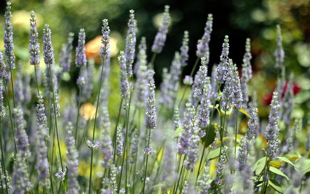 Обои 2025-10-01 №71276