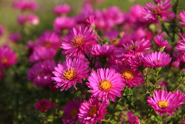 Обои 2025-10-03 №71401