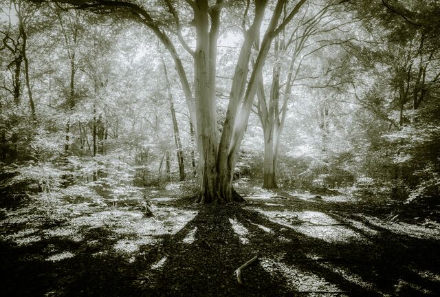 Обои 2025-10-04 №71462