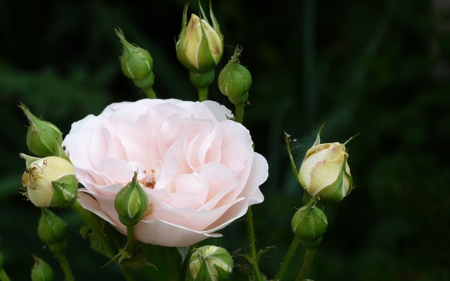 Обои 2025-10-05 №71537