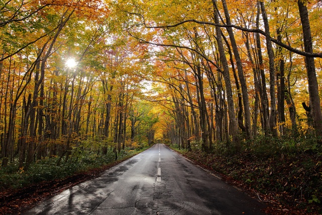 Обои 2025-10-17 №72511