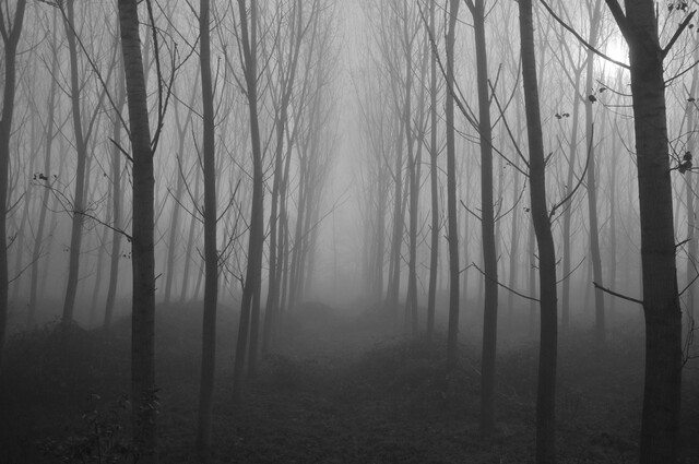 Обои 2025-10-17 №72572