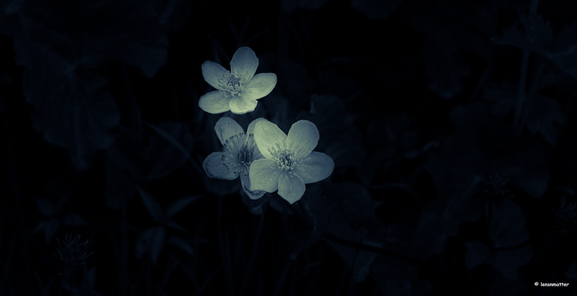 Обои 2025-10-19 №72668