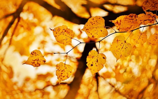 Обои 2025-10-24 №73130