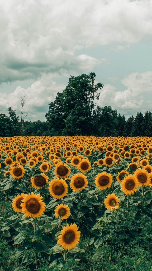 Обои 2025-10-29 №73473