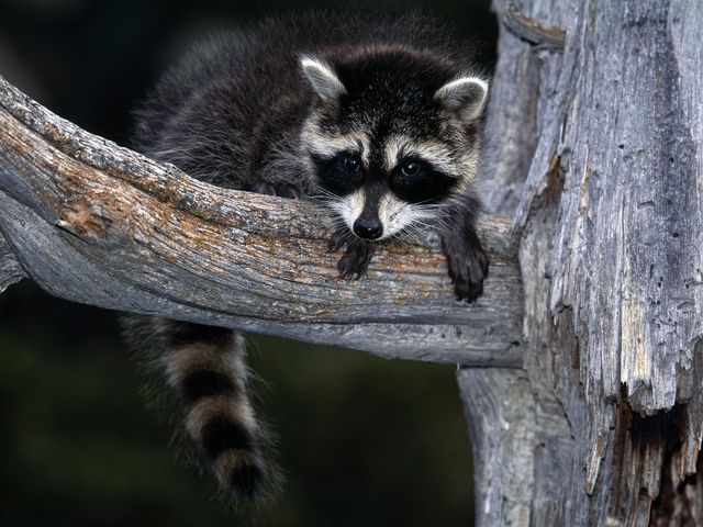 Обои 2025-10-30 №73559