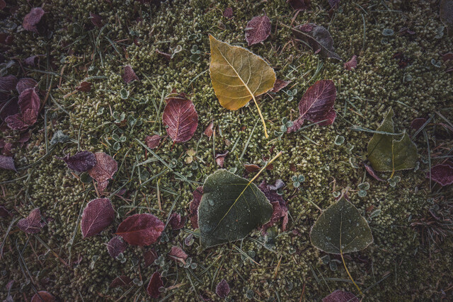 Обои 2025-10-31 №73693