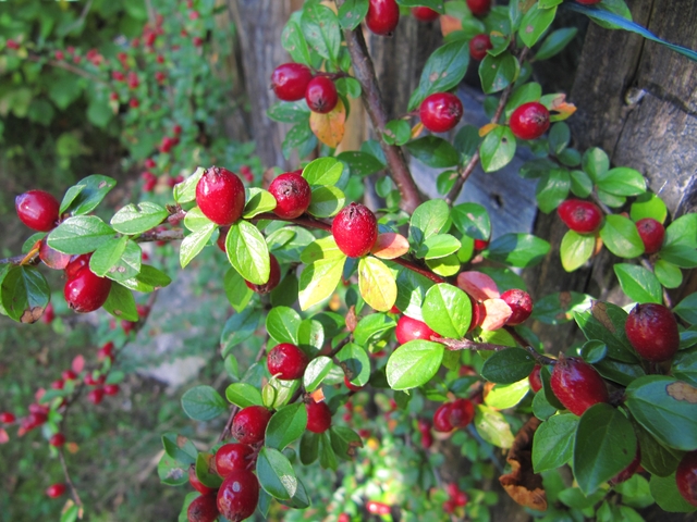 Обои 2025-11-02 №73832