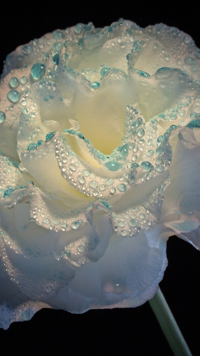 Обои 2025-11-04 №73955