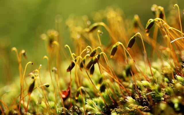 Обои 2025-11-08 №74325