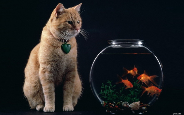 Обои 2025-11-09 №74380