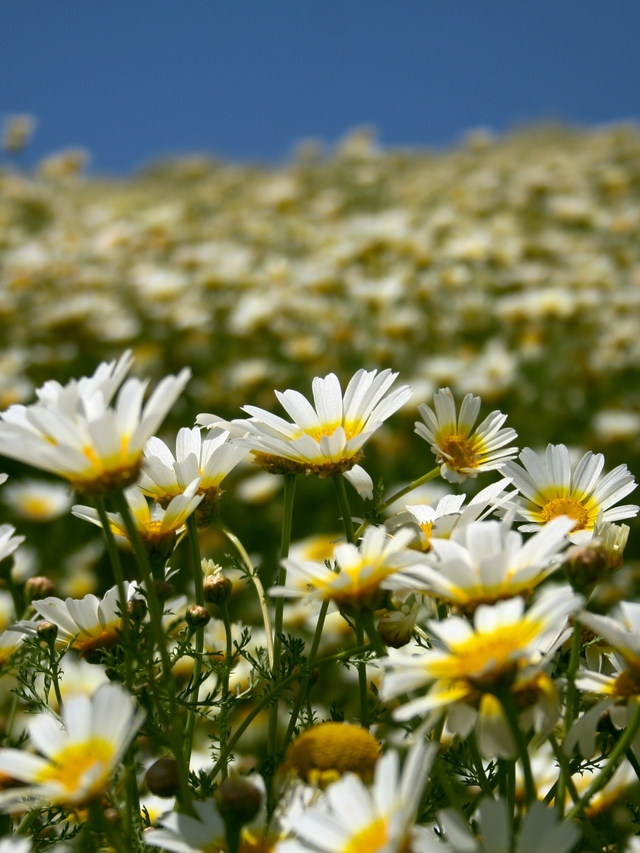 Обои 2025-11-10 №74440