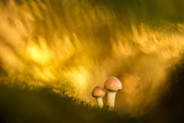 Обои 2025-11-11 №74522