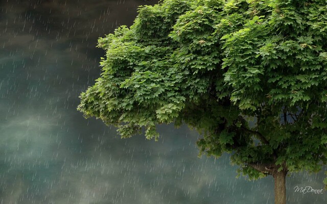 Обои 2025-11-16 №74911