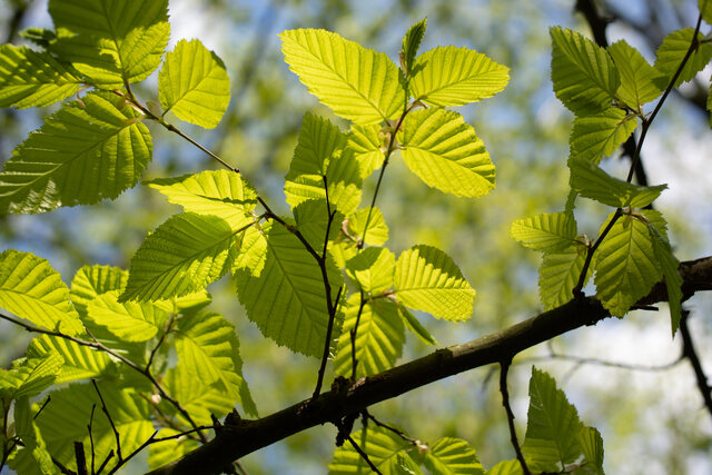 Обои 2025-11-17 №75024