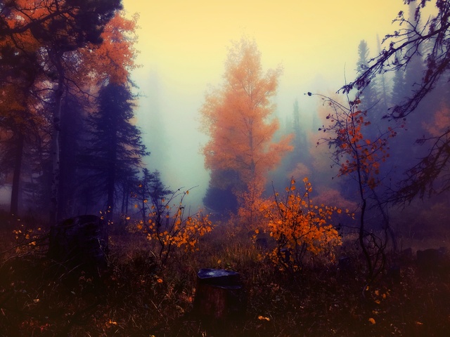 Обои 2025-11-18 №75121