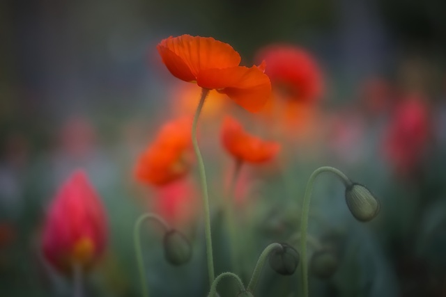 Обои 2025-11-19 №75225