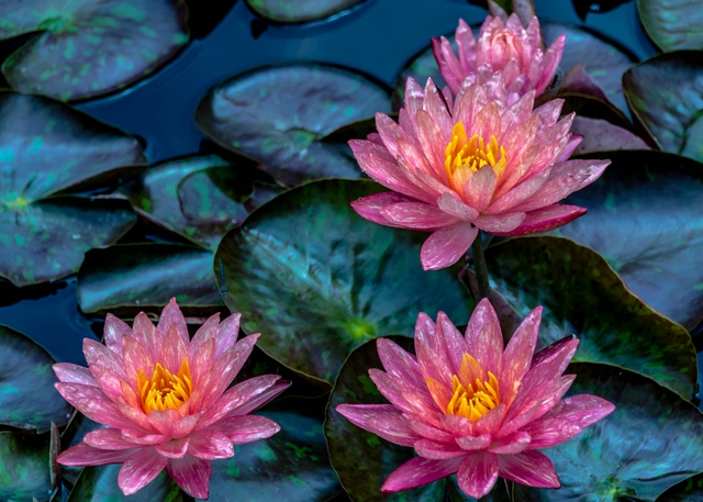 Обои 2025-11-20 №75283