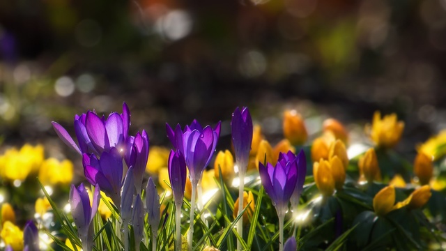 Обои 2025-11-21 №75332