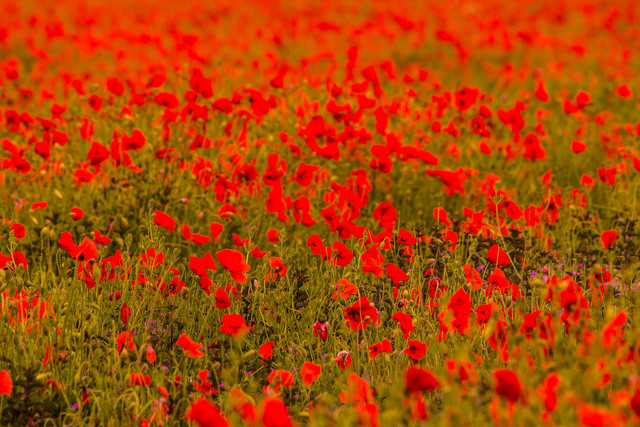 Обои 2025-11-21 №75359