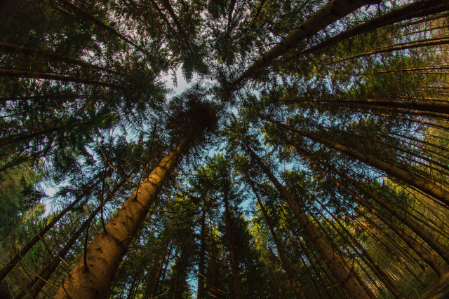 Обои 2025-11-24 №75566