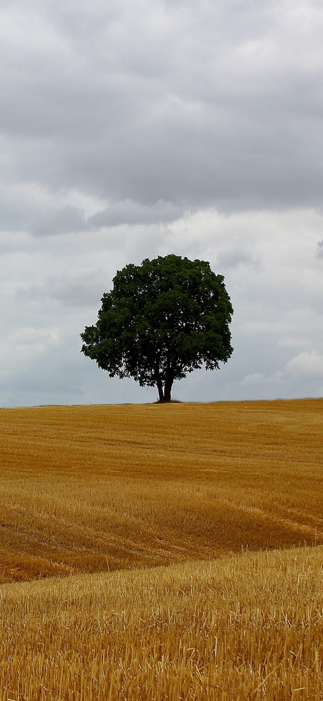 Обои 2025-11-24 №75602