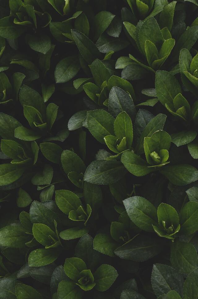 Обои 2025-11-25 №75680