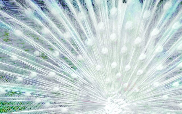 Обои 2025-11-26 №75699