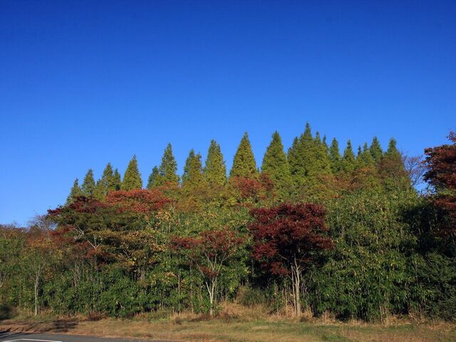 Обои 2025-11-27 №75837