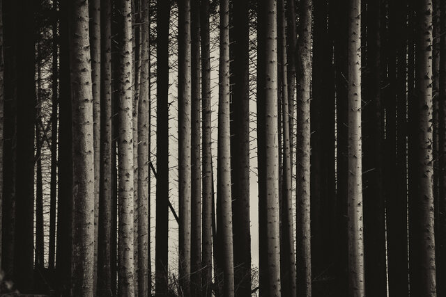 Обои 2025-12-01 №76162