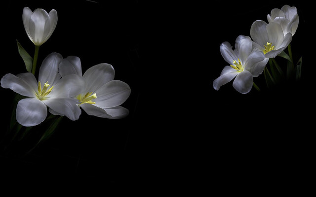 Обои 2025-12-02 №76211