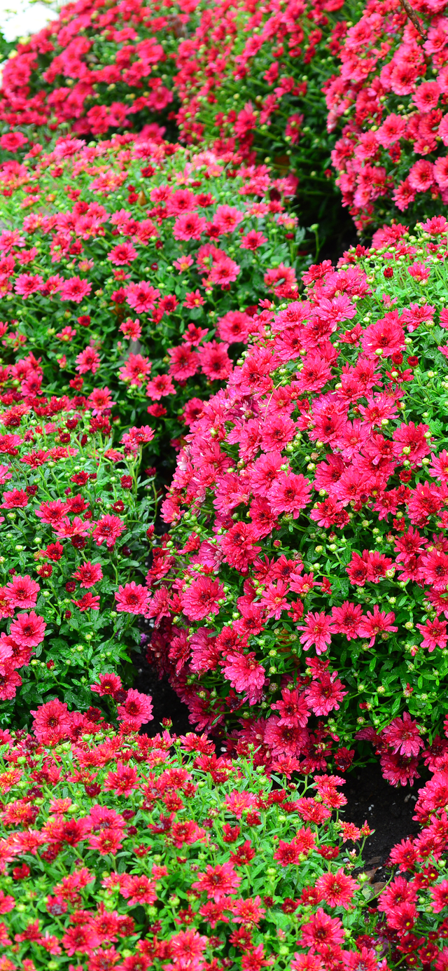 Обои 2025-12-02 №76242