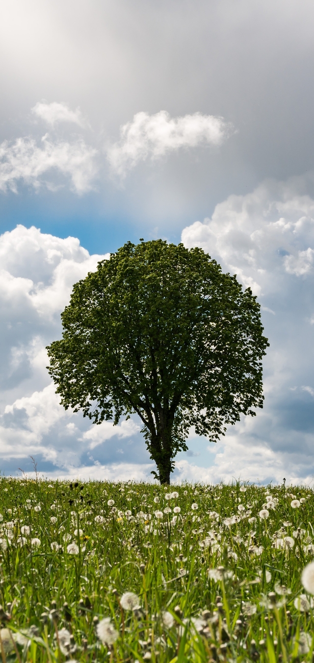 Обои 2025-12-09 №76781