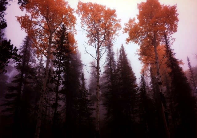 Обои 2025-12-11 №76900