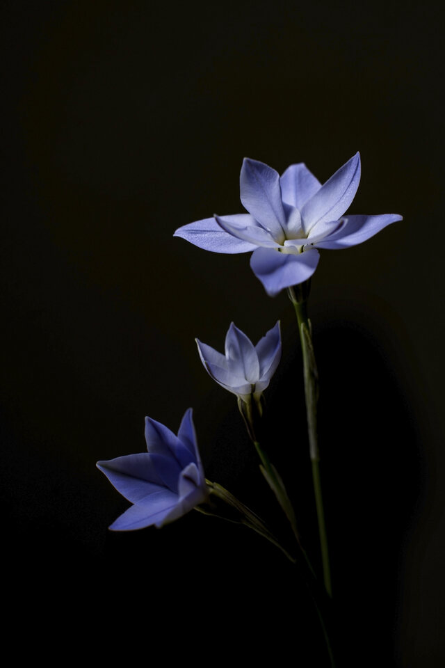 Обои 2025-12-14 №77124