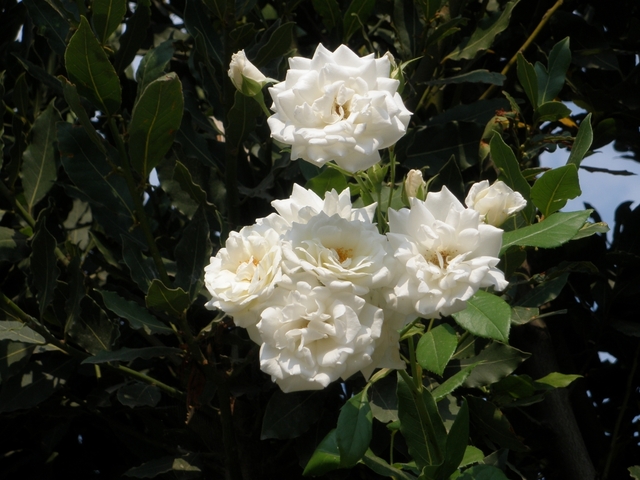 Обои 2025-12-14 №77138