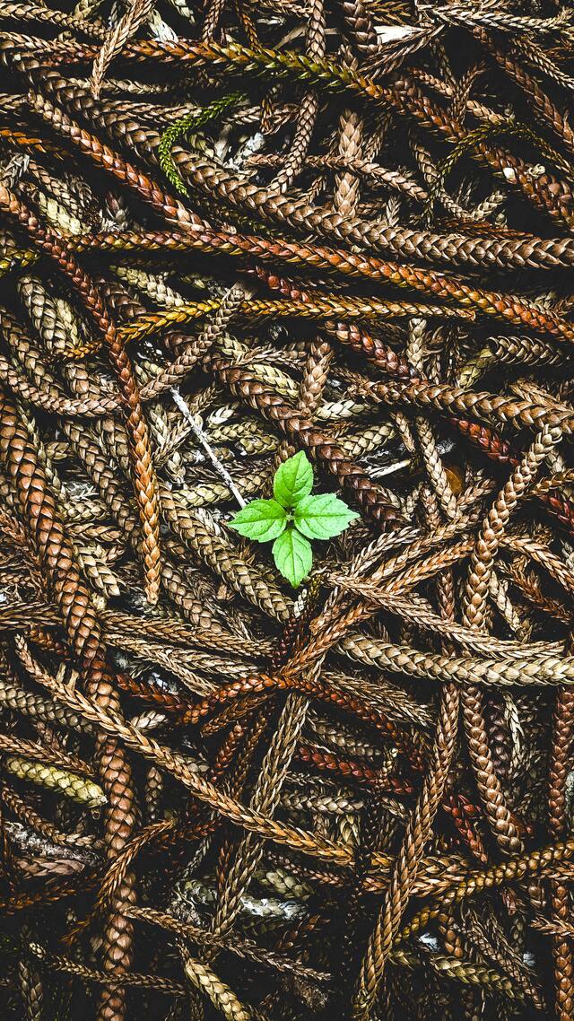 Обои 2025-12-14 №77188