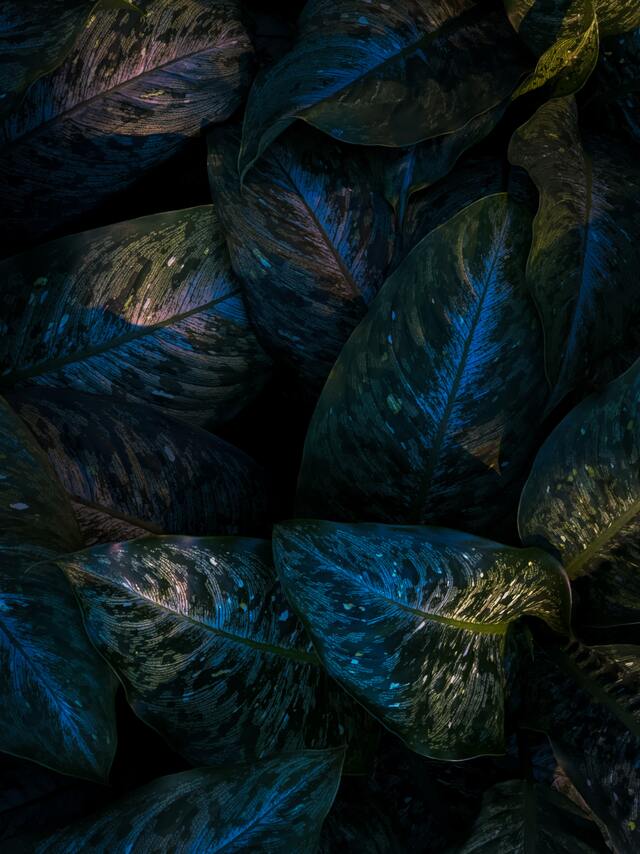 Обои 2025-12-15 №77260