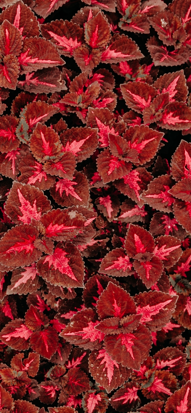 Обои 2025-12-16 №77334