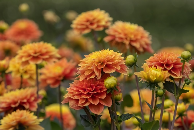 Обои 2025-12-17 №77387